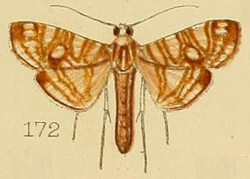 172-Glyphodes paucilinealis Kenrick, 1907
