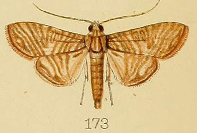 173-Glyphodes multilinealis Kenrick, 1907