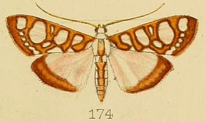 174-Glyphodes perspicualis Kenrick, 1907
