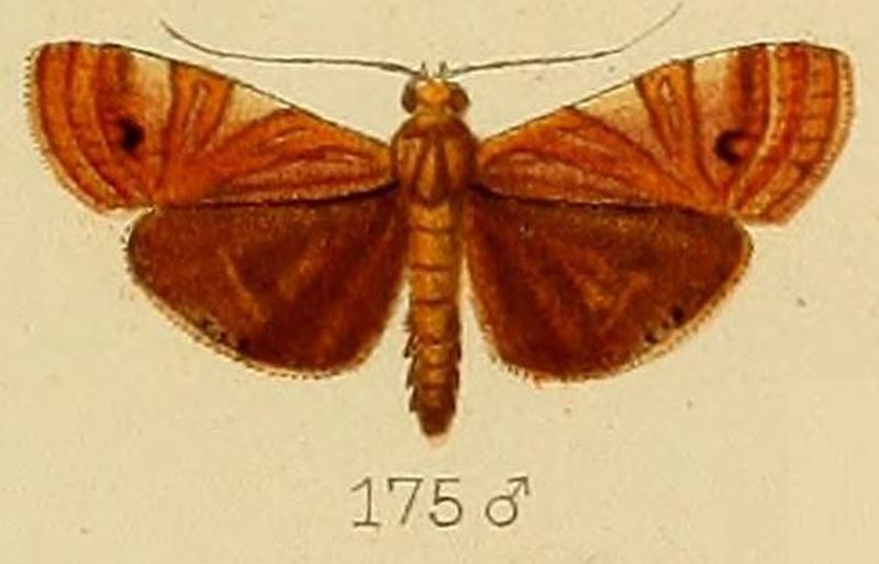 175-Talanga exquisitalis (Kenrick, 1907)