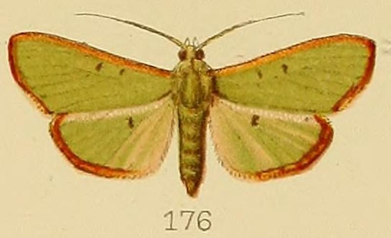 176-Parotis brunneomarginalis (Kenrick, 1907)