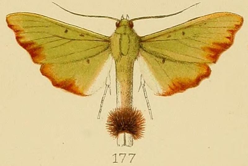 177-Parotis laceritalis (Kenrick, 1907)
