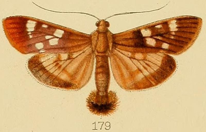 179-Pygospila marginalis Kenrick, 1907
