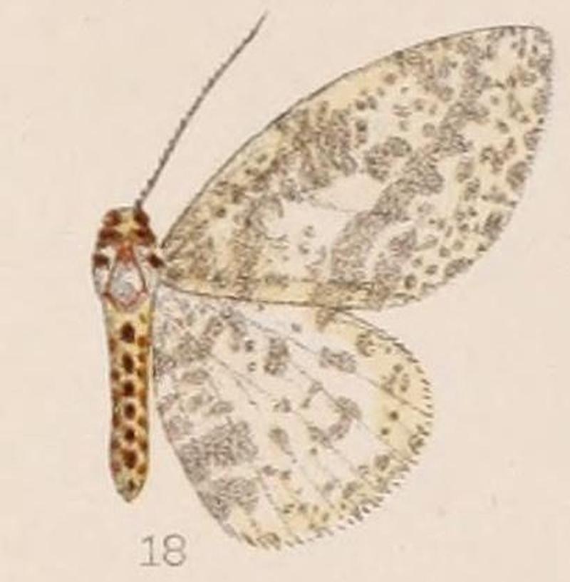 18-Abraxas poliostrota Hampson 1907