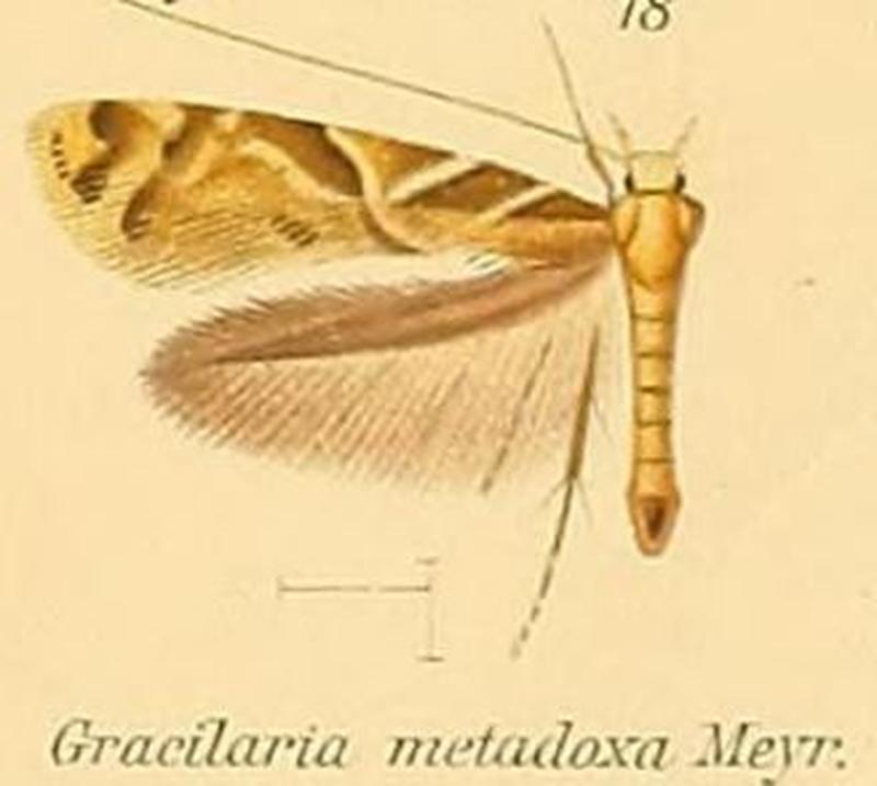 18-Caloptilia metadoxa (Meyrick, 1908) (Gracilaria)