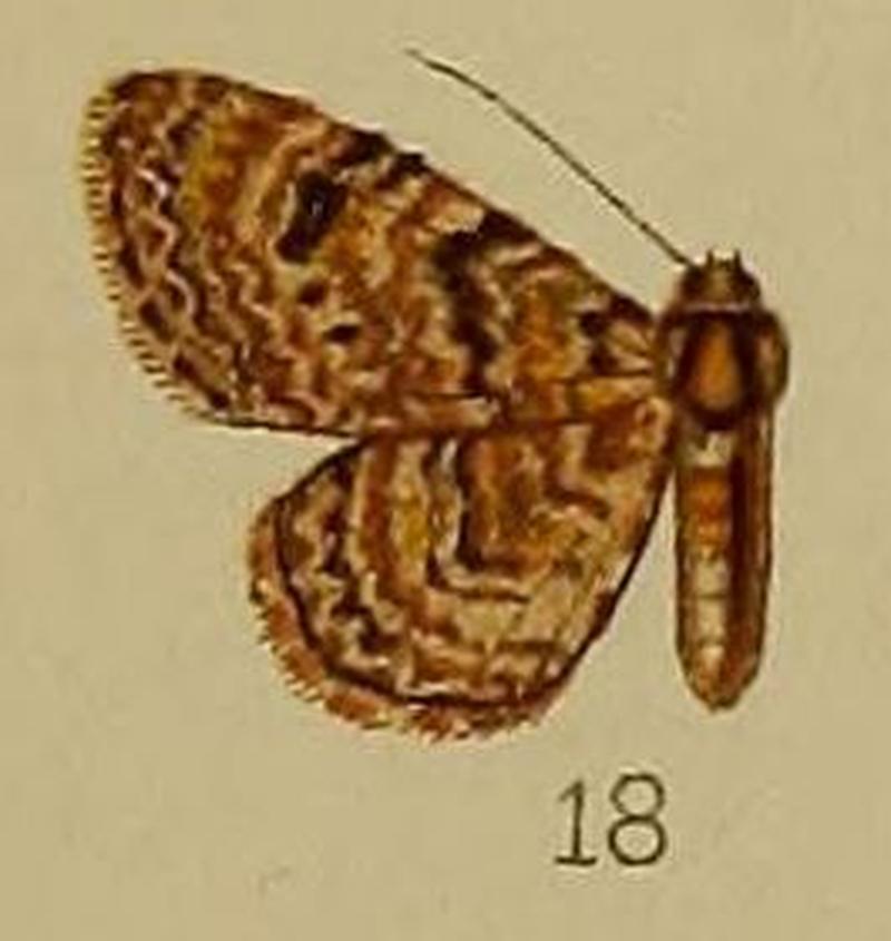 18-Chloroclystis polygraphata Hampson, 1912