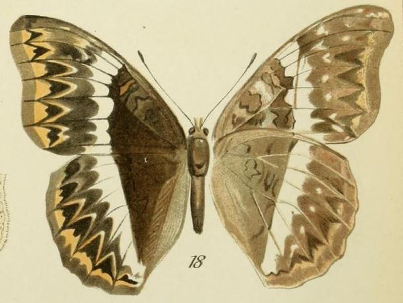 18-Cymothoe herminia (Grose-Smith, 1887) (Cymothoe sultani)