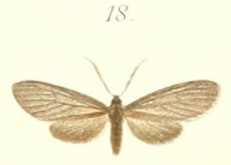 18-Machairophora fumigata Pagenstecher, 1900