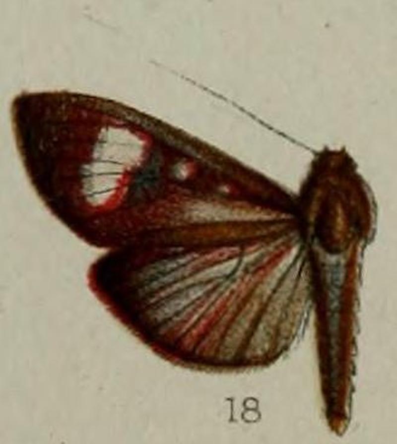 18-Pilocrocis leucoplagalis=Erilusa leucoplagalis (Hampson, 1898)