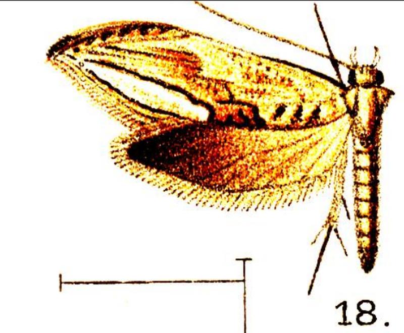 18.Drastea mexica-Walsingham, 1914-x-f.18