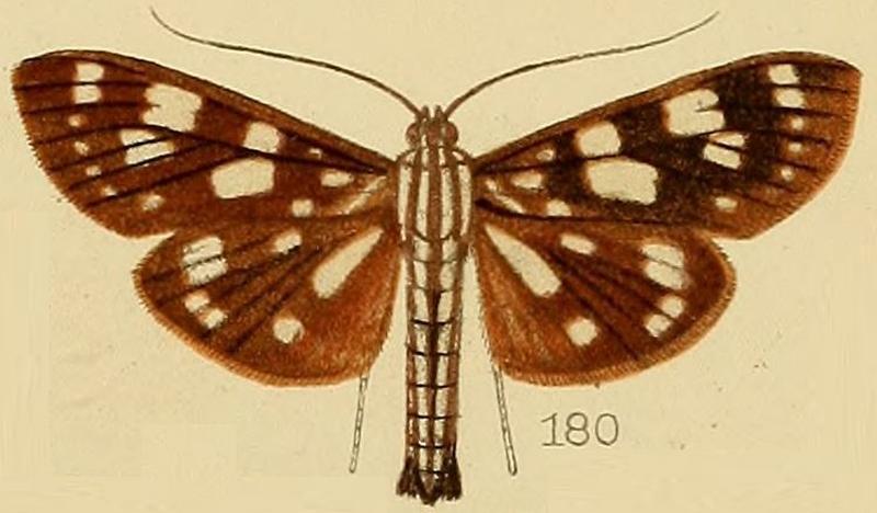 180-Pygospila imperialis Kenrick, 1907