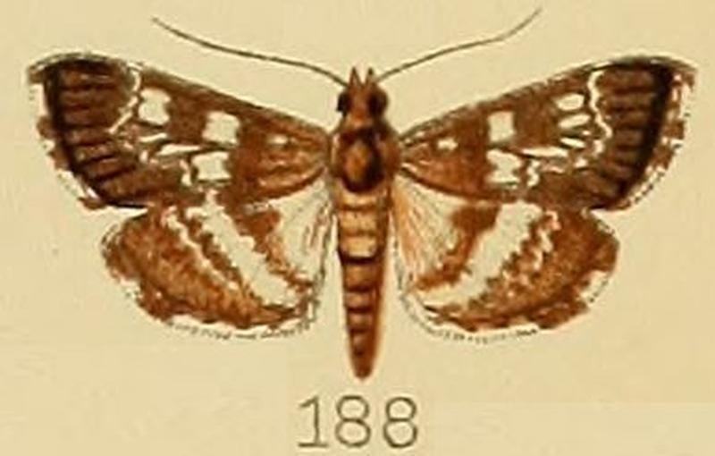 188-Epipagis tristalis (Kenrick, 1907)