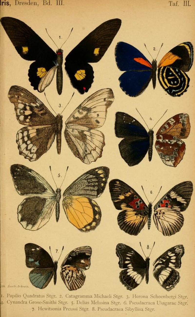 1890DtEnt Z. IrisPlate3