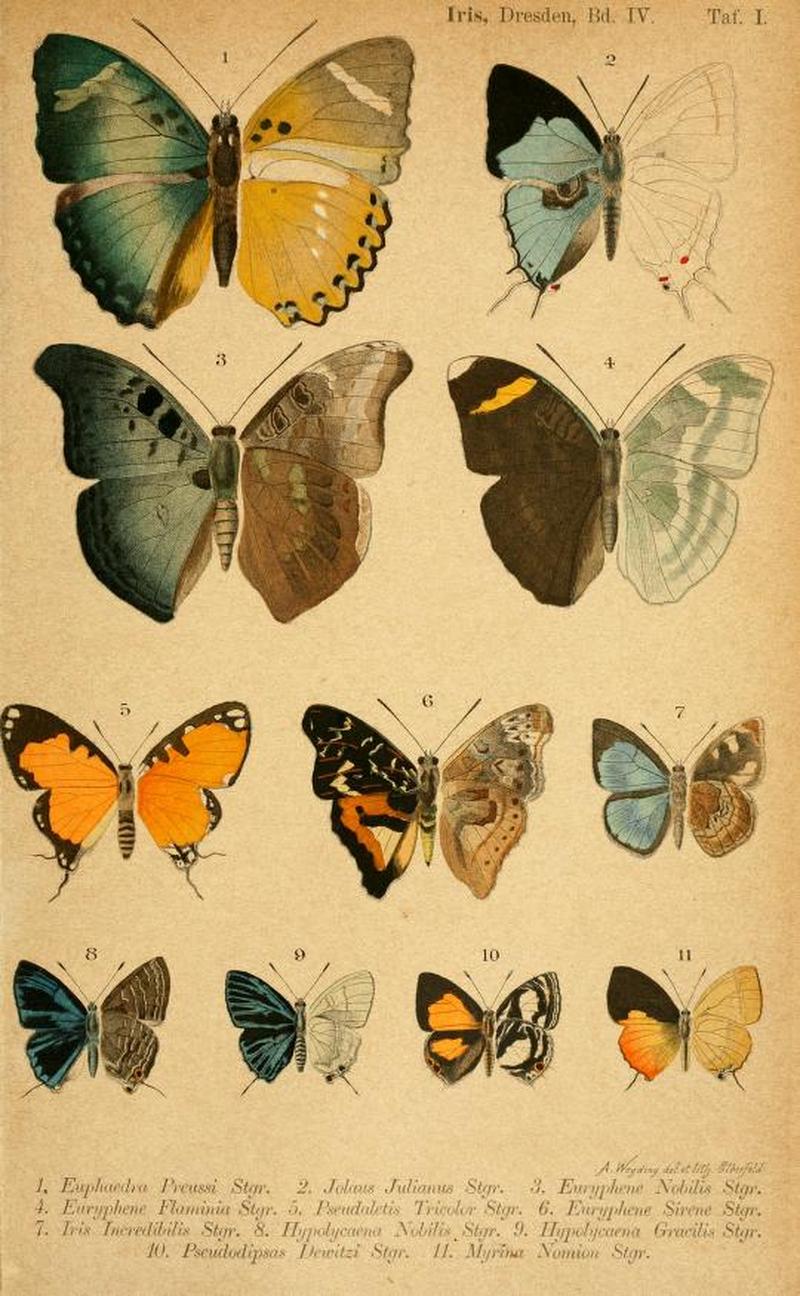 1891DtEnt Z. IrisPlate1