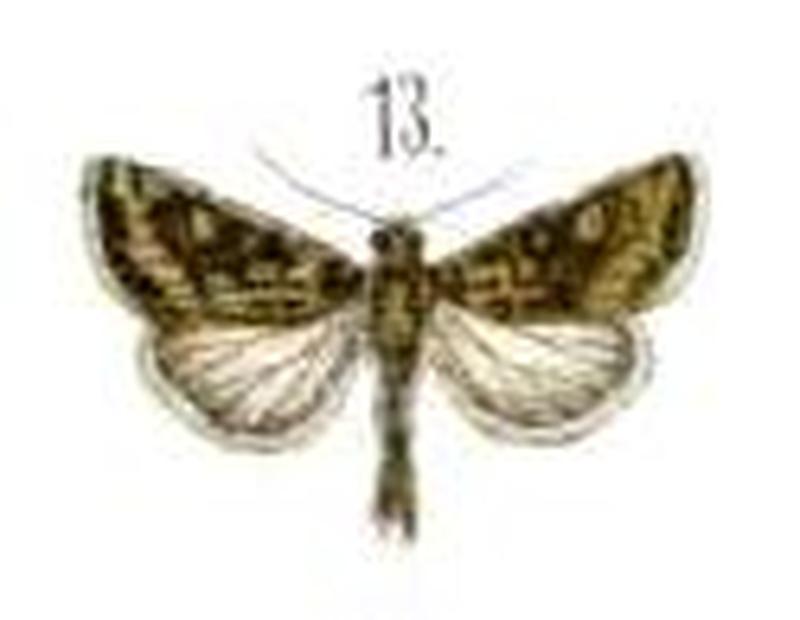 1894DtEnt Z. IrisPlate1Plate2, Andicola huallatani