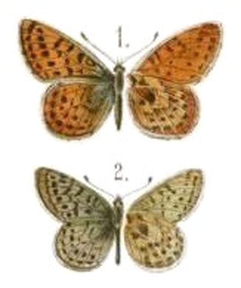 1894DtEnt Z. IrisPlate1Plate2, Yramea inca