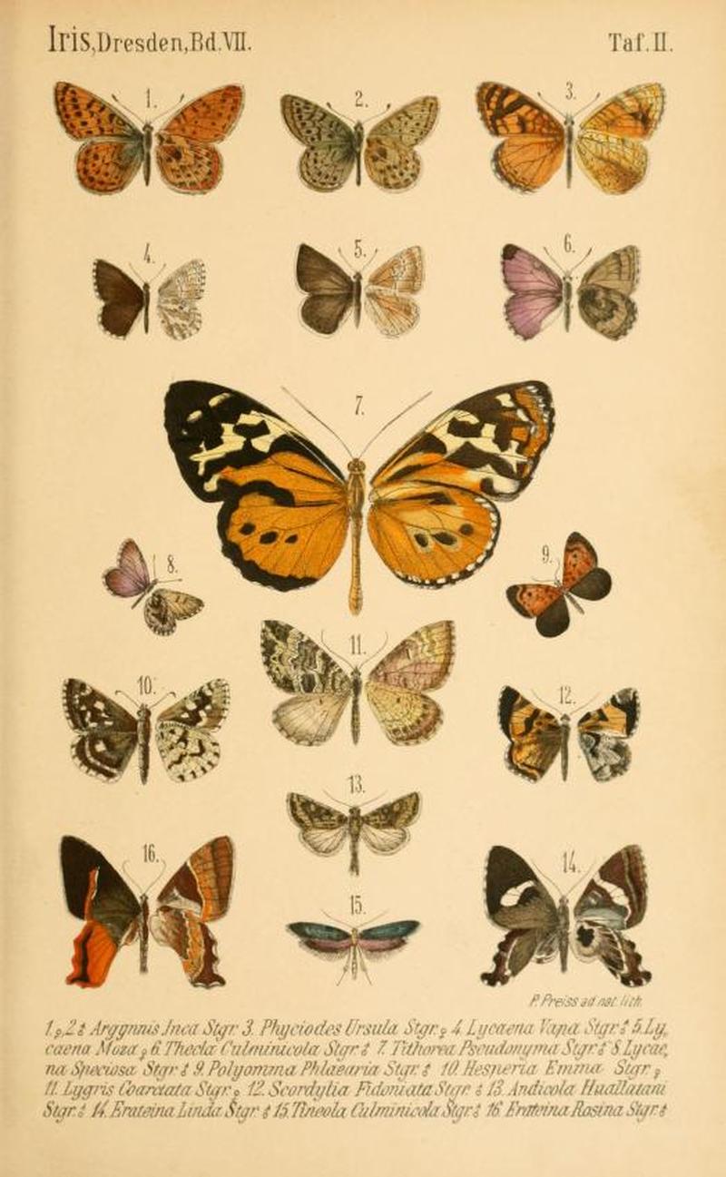 1894DtEnt Z. IrisPlate1Plate2