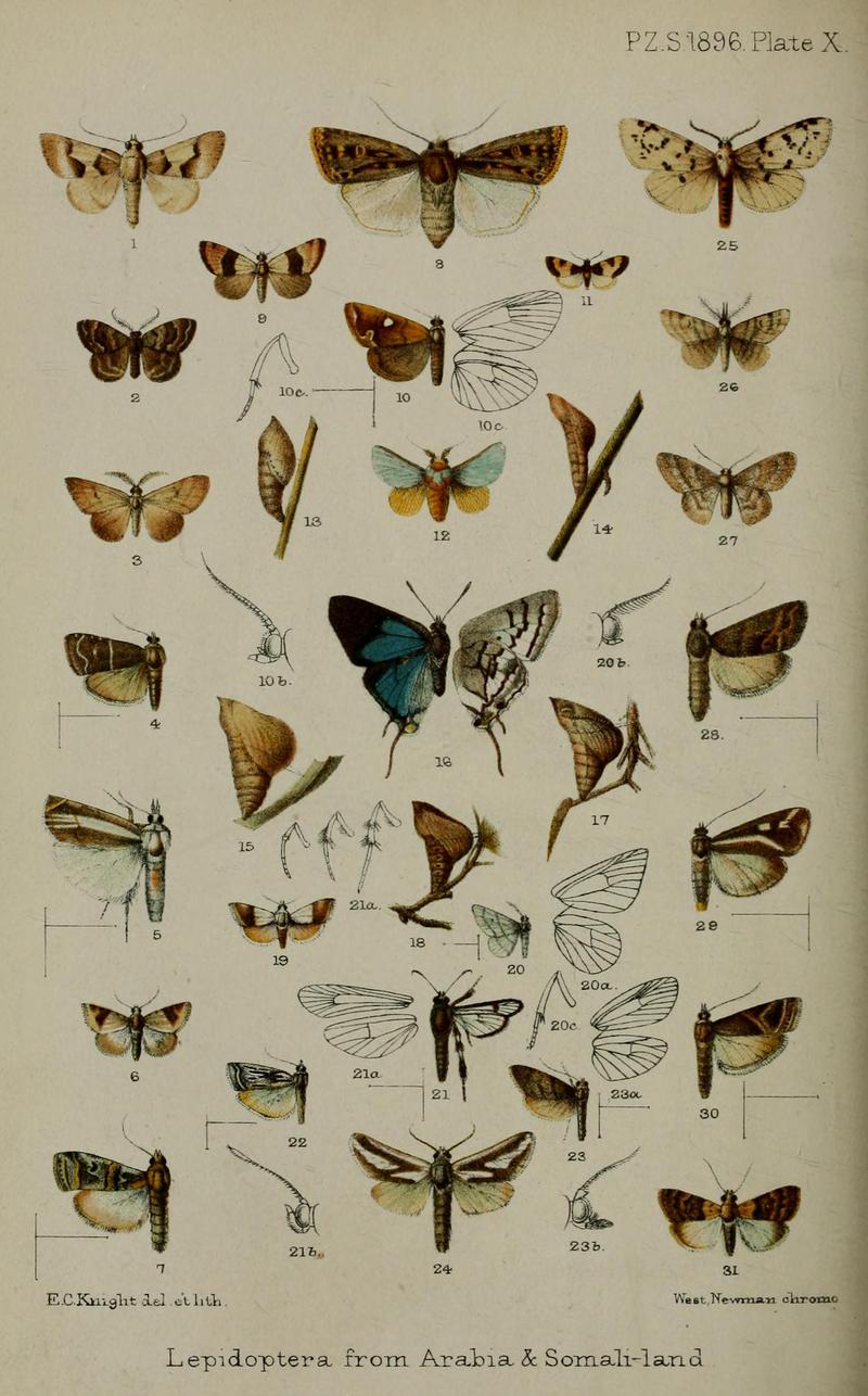 1896ProceedingsZoologicalSocietyLondonPlate10