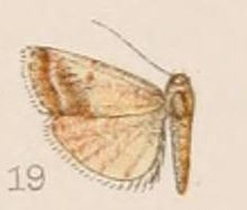 19-Euzophera ectophoea=Mascelia ectophoea (Hampson, 1908)