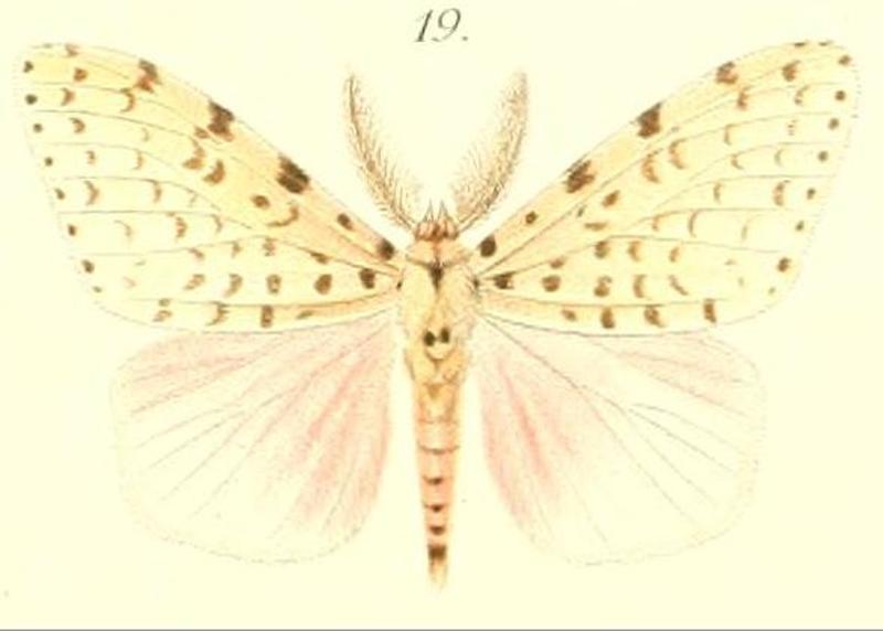 19-Lymantria rosina Pagenstecher, 1900