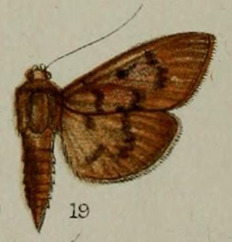 19-Phryganodes lanialis=Phostria lanialis (Hampson, 1898)