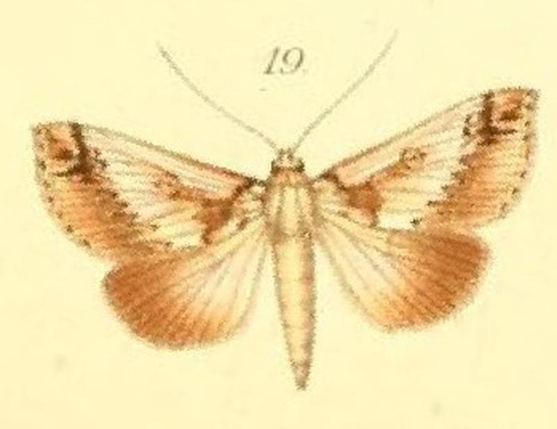 19-Risoba lunata (Möschler, 1887) (Lycoselene)
