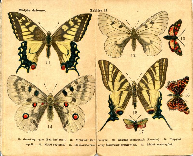 karta Atlasika kieszonkowego Motyle