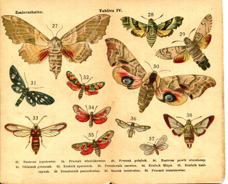 karta Atlasika kieszonkowego Motyle