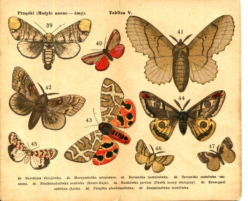 karta Atlasika kieszonkowego Motyle