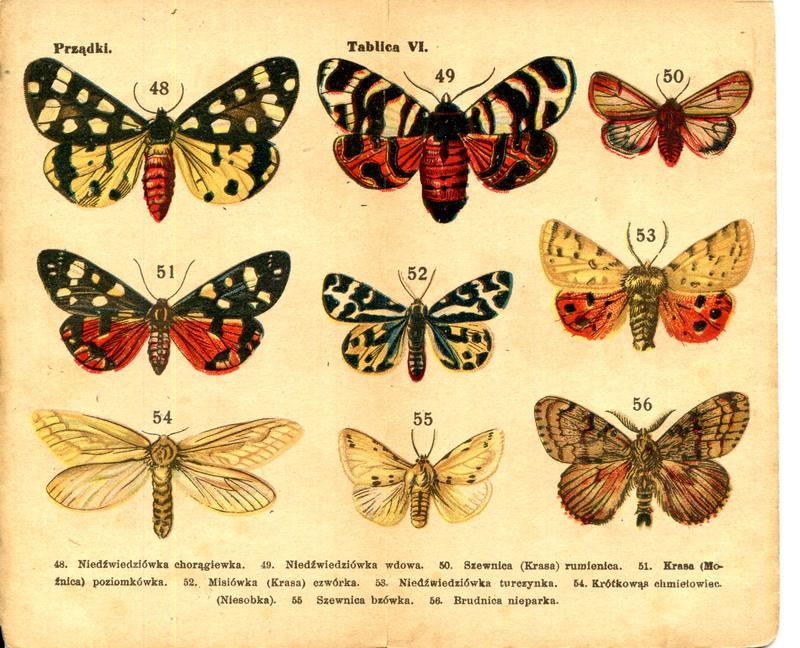 karta Atlasika kieszonkowego Motyle