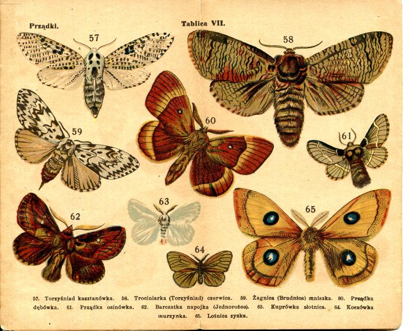 karta Atlasika kieszonkowego Motyle