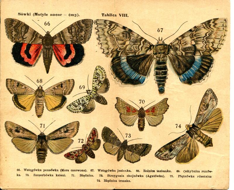 karta Atlasika kieszonkowego Motyle