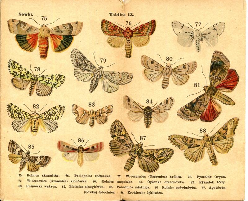 karta Atlasika kieszonkowego Motyle