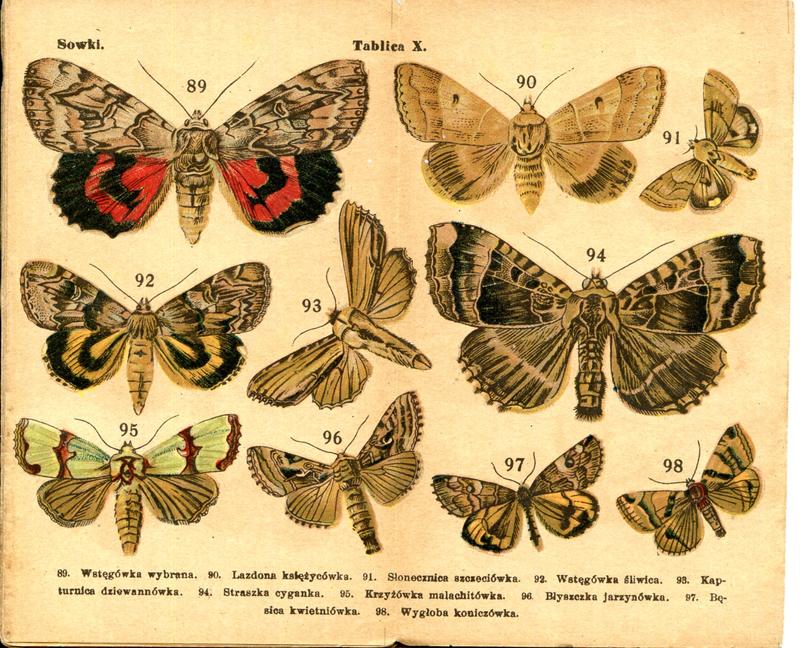 karta Atlasika kieszonkowego Motyle