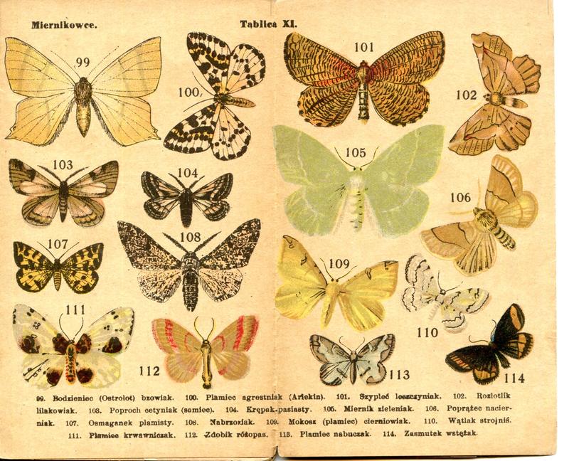 karta Atlasika kieszonkowego Motyle