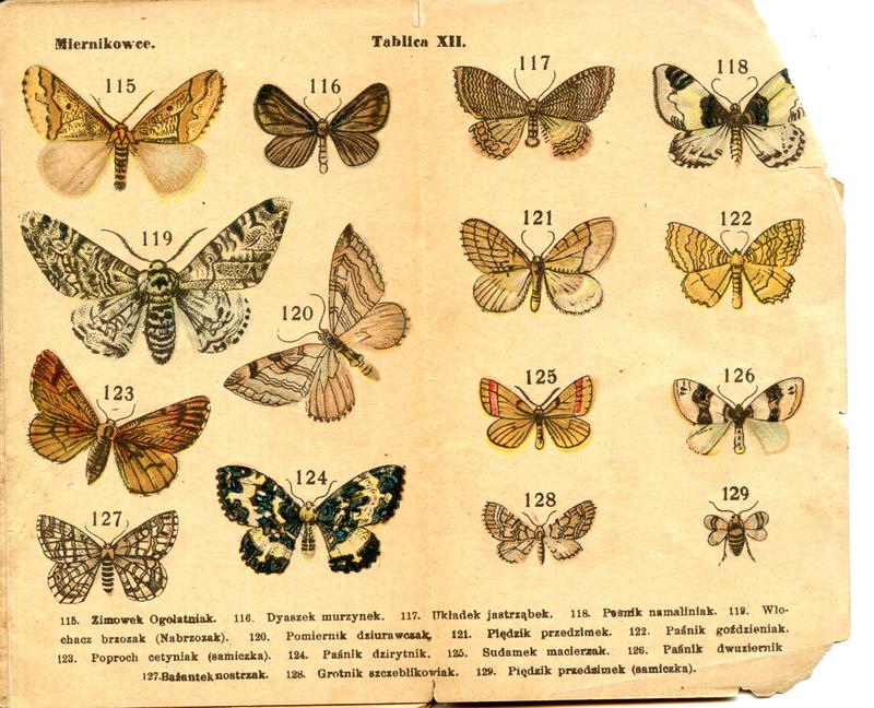 karta Atlasika kieszonkowego Motyle