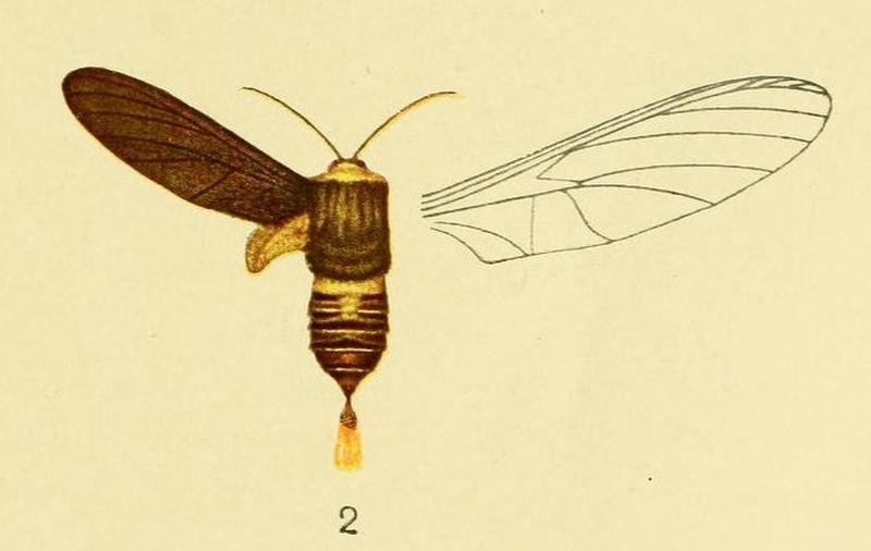 2-Paramelisa lophura Aurivillius, 1905