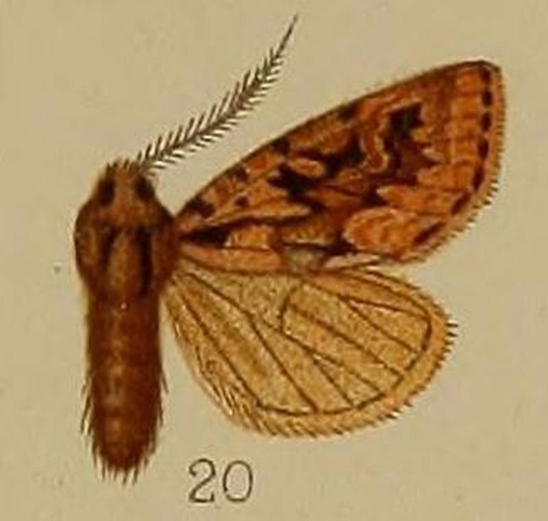 20-Episilia clavata=Estimata clavata (Hampson 1907)