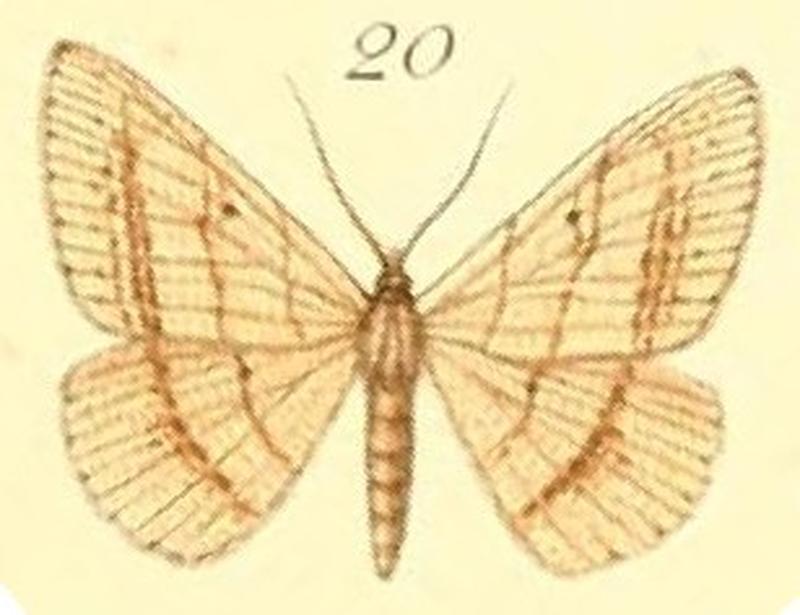 20-Isturgia catalaunaria (Guenée, 1858) (Semiothisa largificaria)