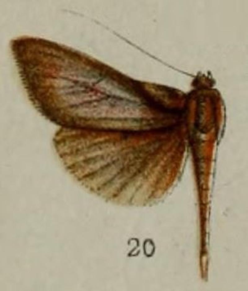 20-Phryganodes omphalobasis=Phostria omphalobasis (Hampson, 1898)-Venezuela