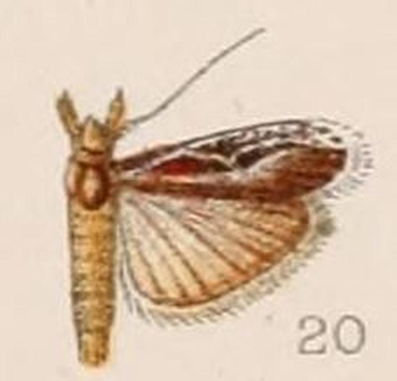 20-Spatulipalpia haemaphoralis=Pseudodavara haemaphoralis (Hampson, 1908)