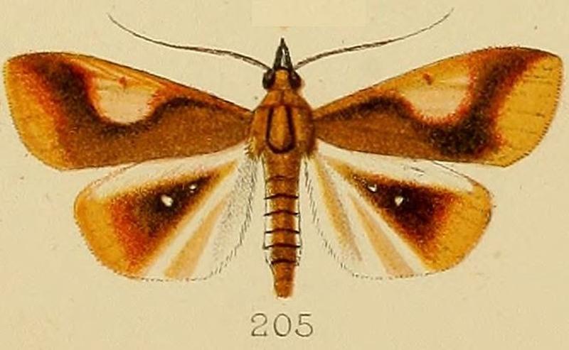 205-Calamochrous albipunctalis Kenrick, 1907