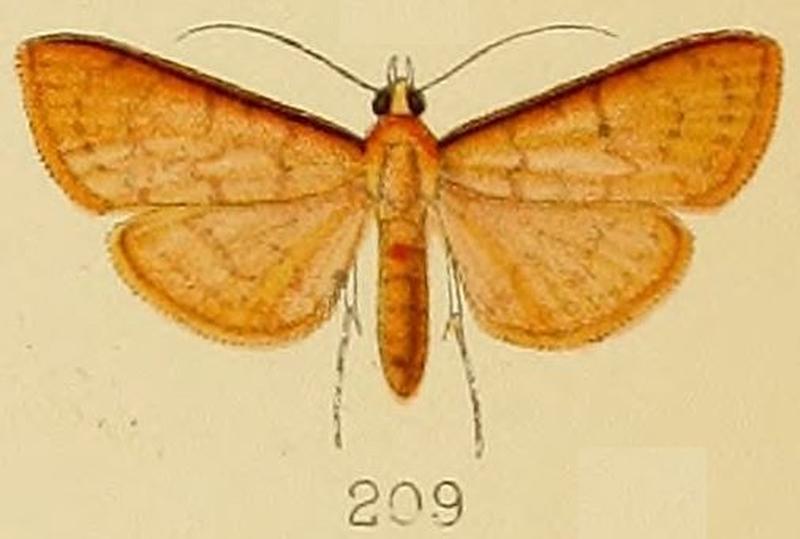 209-Psara bractealis (Kenrick, 1907)