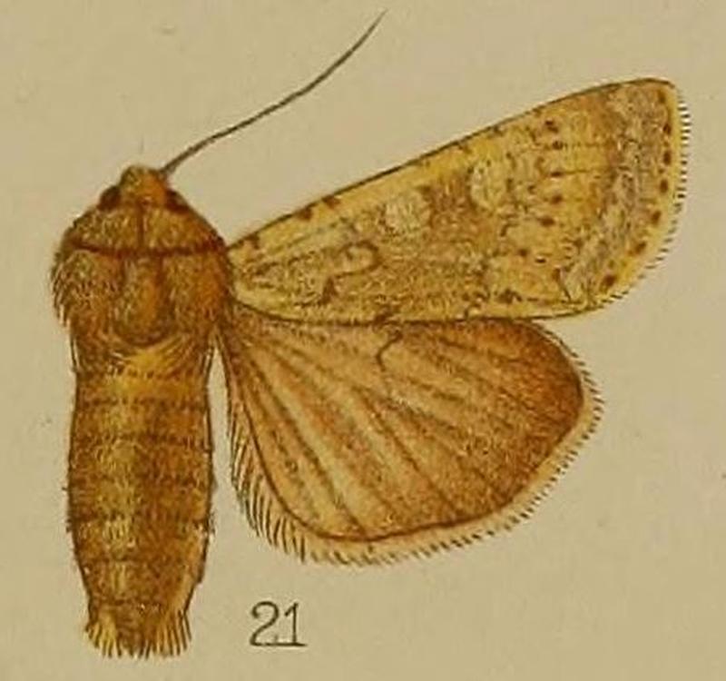 21-Episilia arenacea=Rhyacia arenacea (Hampson, 1907)