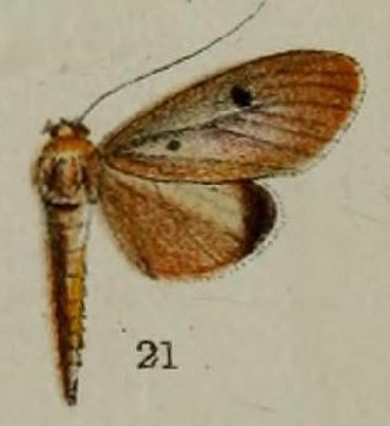 21-Phryganodes biguttata Hampson, 1898-Sierra Leone