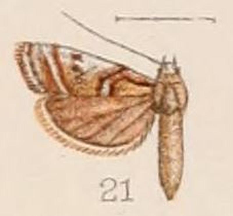 21-Phycita definalis Hampson, 1908