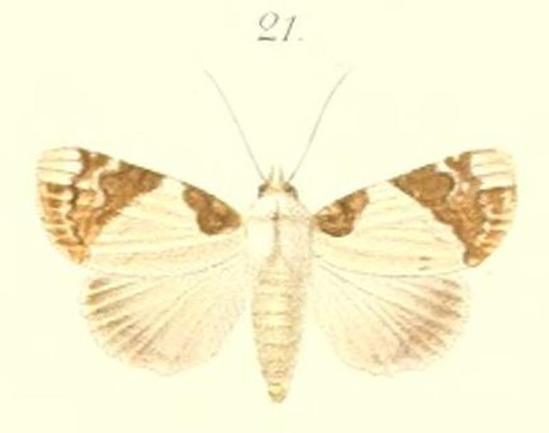21-Polydesma opala=Beana opala (Pagenstecher, 1900)