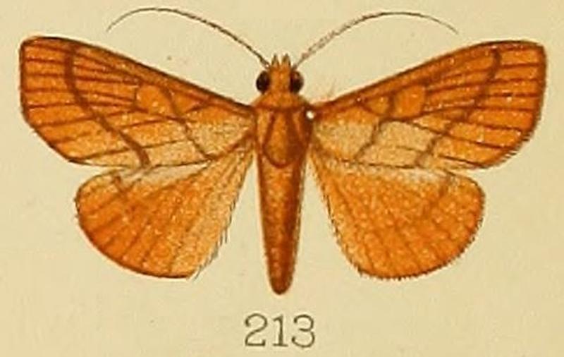 213-Placosaris triticalis (Kenrick, 1907)