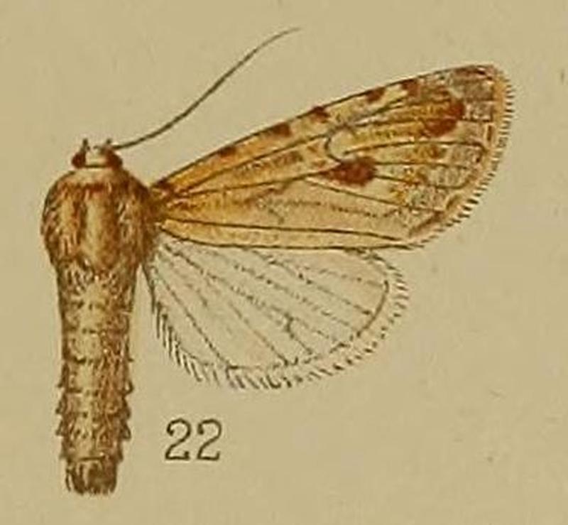22-Lycophotia poliades=Scythocentropus scripturosa (Eversmann 1854)