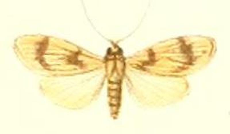 22-Miltochrista geminata=Asura geminata (Pagenstecher, 1900)